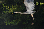 Great Blue Heron Taking Flight